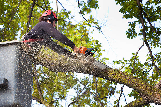 Professional Tree Care in Glenrock, WY