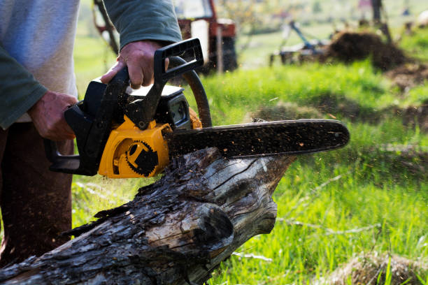 Tree and Shrub Care in Glenrock, WY